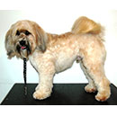 Tibetan Terrier