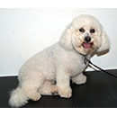 Bichon