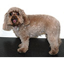 Poodle X Bichon