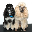 Toy & Miniature Poodle