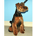 Welsh Terrier