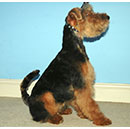 Welsh Terrier