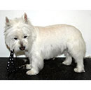 Westie