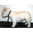Westie