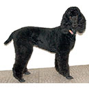 Standard Poodle